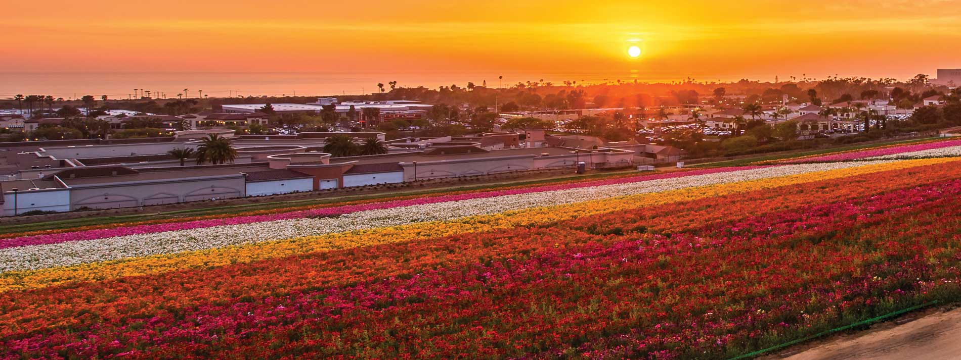 hero-carlsbad-flower-fields