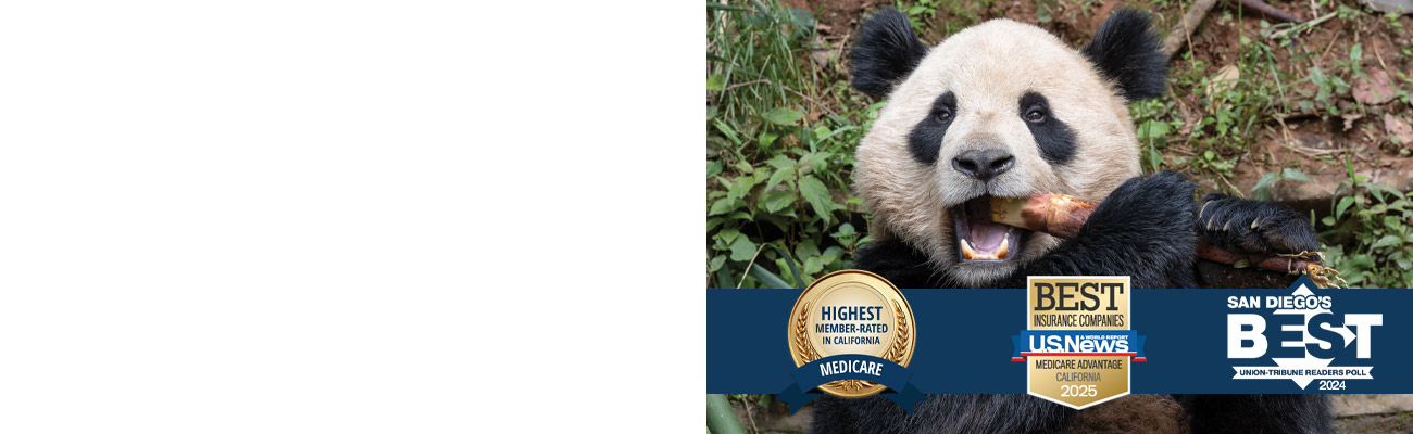 Panda bear eating bamboo stick at San Diego Zoo